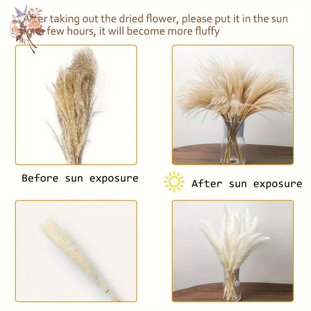 0077 Dried Flowers Natural Pampas Grass Rabbit Tails Reed Bouquet Bohemian Chic Home Decoration Wedding Aisle Centerpiece Arrangement