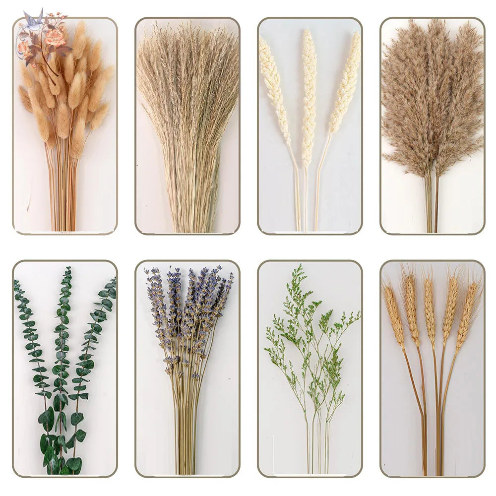 0074 Natural Dried Flowers Green Fresh Eucalyptus Leave Bouquet Boho Chic Home Table Vase Decor Real Pampas Bunch Centerpieces